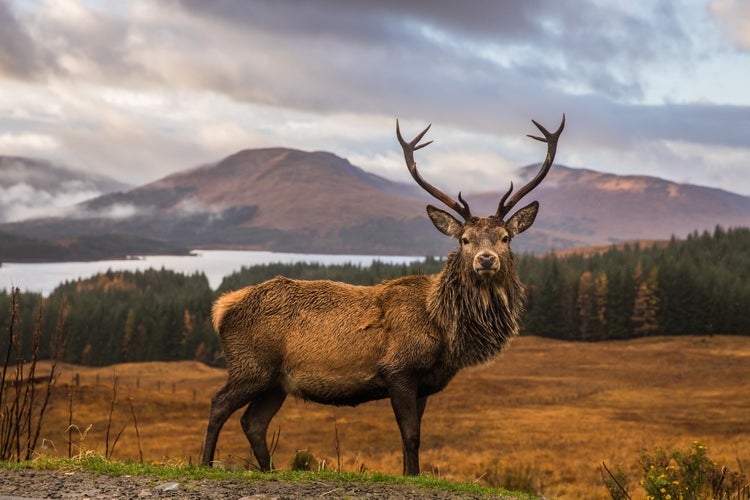 Scottish Highlands wildlife.jpeg