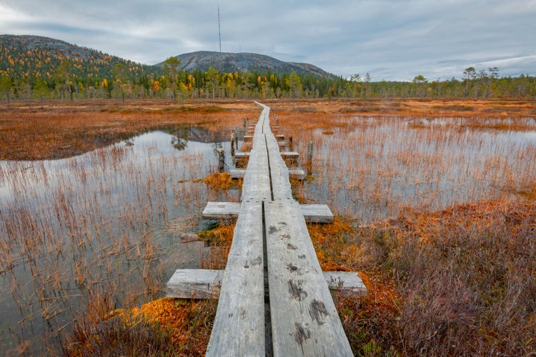 Photo of Beautiful fall colors in Pyhä national park, Finnish Lapland.