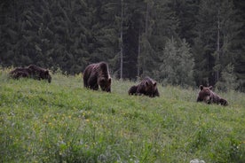 Bär beobachten im Land der Vulkane