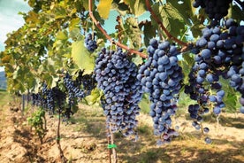 Tour de vino de medio día por Chianti en las colinas de la Toscana desde Pisa