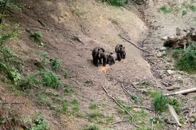 From Brasov: Bear Watching in the Wild