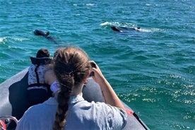 Observação de golfinhos em Setúbal