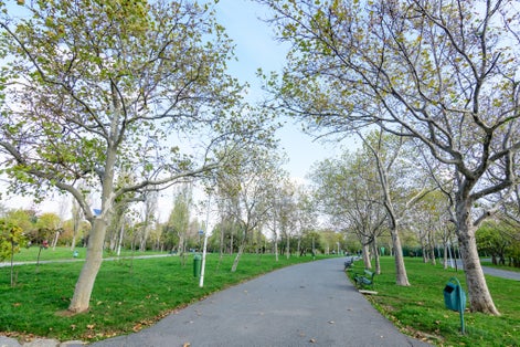 Photo of landscape with the main alley with vivid green and yellow plants, trees and grass in a sunny autumn day in Tineretului Park in Bucharest, Romania