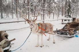 Small Group Lapland Reindeer Safari from Levi, Finland