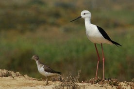 Excursion privée en bateau d'une demi-journée à Ria Formosa au départ de Faro