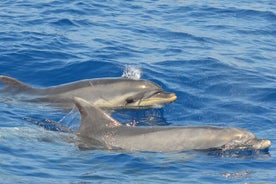 Los Gigantes Clifs 小团体帆船之旅含午餐