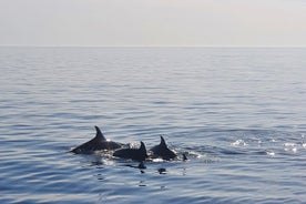 Paseo en barco para avistar delfines por Vrsar