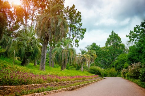 Photo of botanical garden in Batumi.