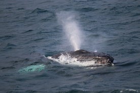 Reykjavik Shore Excursion: Whale-Watching Cruise