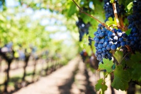 Visita una bodega en Alicante