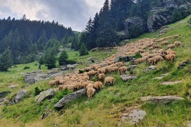 3 dagars privat rundtur Rumänien med Transfagarasan Road från Bukarest