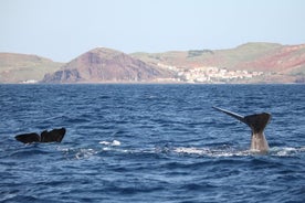 Observação de baleias e golfinhos na melhor área de Madeira