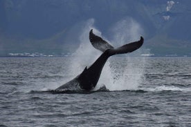 Reykjavik: Whale Watching Tour by Fast Catamaran