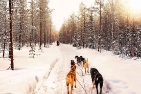 4hr Dog Sledding Trip on Finnmarksvidda