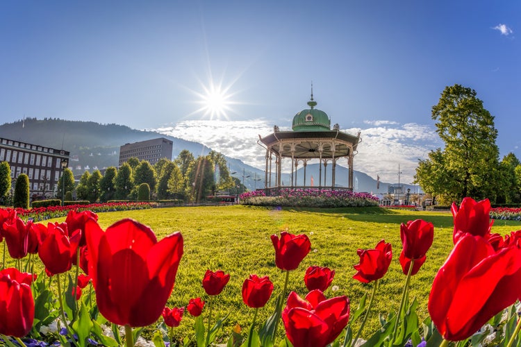 Altan with red tulips in Bergen, Norway.