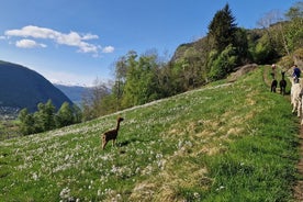 Guided Hiking tour on the Lands of Steim Farm in Vik, Norway