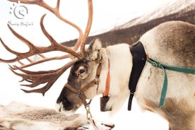 Reindeer Safari in Arctic Wilderness