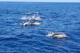 Observing Dolphins in Faro 