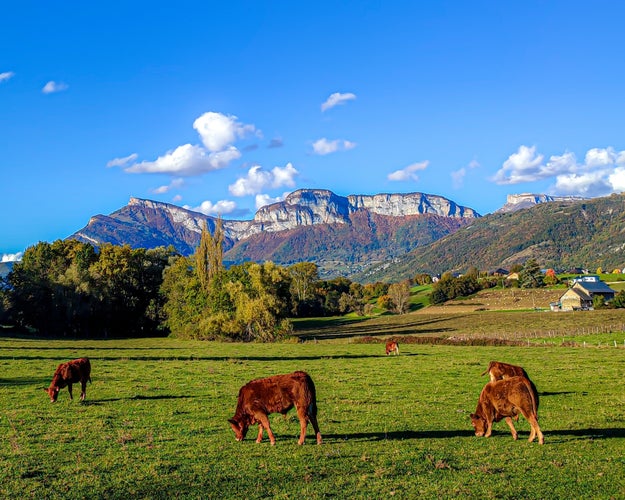 Photo of meadow with bulls close to Chambery France.