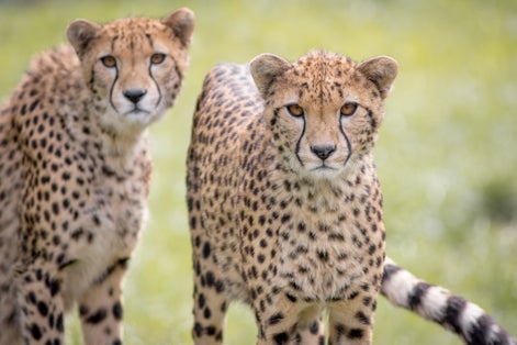 Cheetah portrait from Opole zoo.
