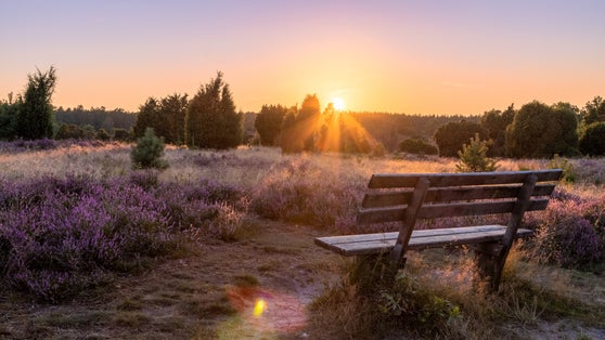 photo of view of Beautiful view of the sunset in the Lüneburg Heath Nature Park (nature reserve) during the heather blossom, Northern Germany