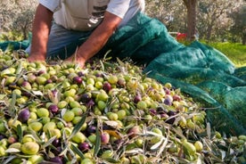 Seja um local: tour privado da colheita da azeitona até delícias culinárias