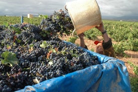 Escursione di un giorno al vino e visita alla casa natale di Goya