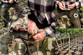 Discovery Tour of Sorrento Lemon in Massa Lubrense