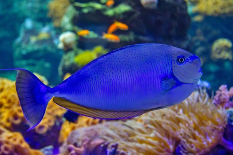 photo of Naso Vlamingii, the big nose unicorn fish in AQUATIS Aquarium-Vivarium in Lausanne, Switzerland.