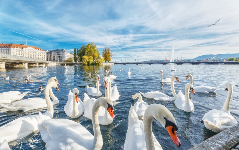 Photo of classical view of lake Geneva with waterfowl white swans by quay, famous fountain in background, Switzerland.