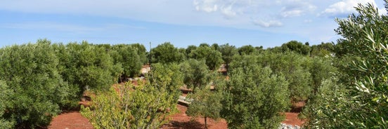 Trullo Degli Augelli