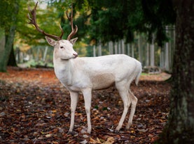 Wildpark Ernstbrunn