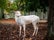 photo of view of Rare white fallow deer (dama dama) standing in a fall forest with fallen leaves in autumn colors. Photo taken in wildpark Wildenburg in Germany.,Dörfles Austria.