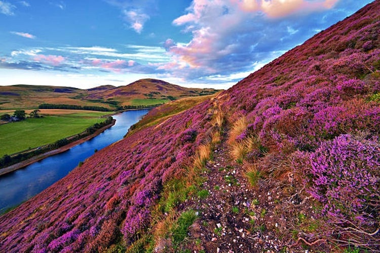 A scenic view of the Pentland Hills blanketed in vibrant violet heather flowers.jpg