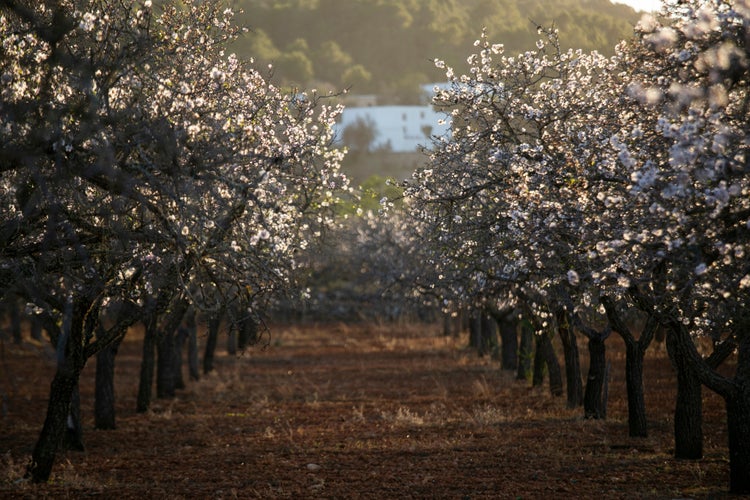 Almond trees blooming in the Pla de Corona area in the town of Santa Agnes on the island of Ibiza.jpg