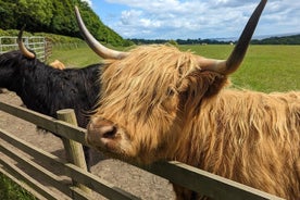 Loch Lomond Highland Cows Victorian Town Kelpies Half-Day Tour