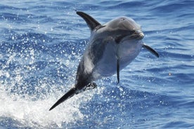 Safari di delfini e balene a Gran Canaria