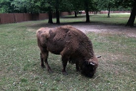 Białowieża skog Unesco verdensarvsturpakker (innfødt engelsk høyttaler)