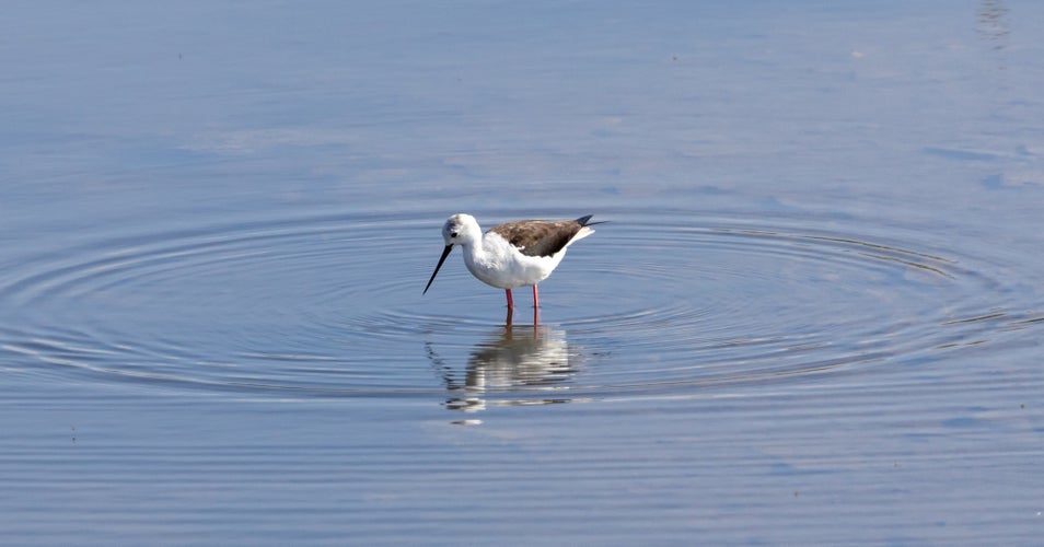 Black-winged Stilt (Himantopus himantopus) in a pond.jpg