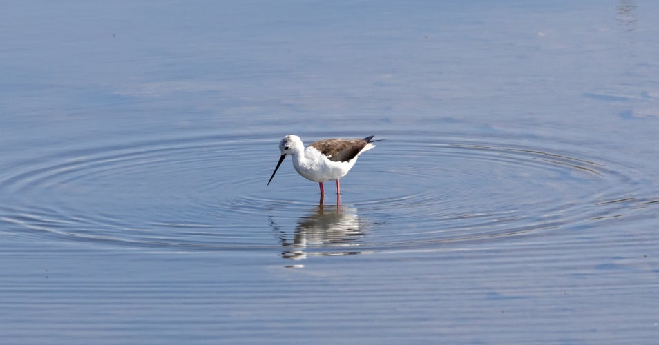 Black-winged Stilt (Himantopus himantopus) in a pond.jpg