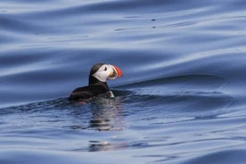 Puffin spotting and sightseeing boat tour around Nólsoy in Faroe Islands