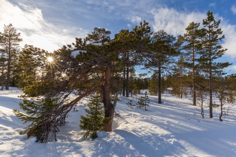 Abstract landscape in the mountains, with reflection of the forest in the river at Kongsberg, Norway
