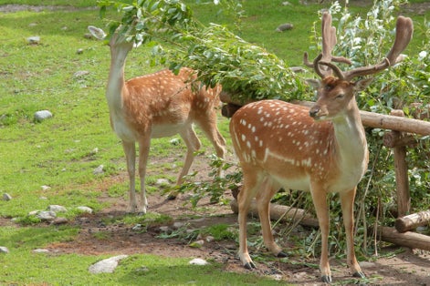Photo of Fallow Deer (Dama dama) Buck (male) and Doe (female) feeding on leaves and branches in Ähtäri zoo, Finland.