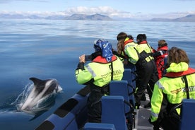 Tour per piccoli gruppi di osservazione delle balene in motoscafo a Reykjavik