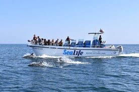 Sealife Sea Safari, höfrungaskoðun með Lagos sjávarlíffræðingsins