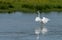 National Nature Reserve of the Somme, Metropolitan France, France