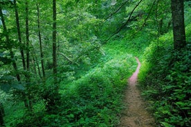 Visite du parc national de Mtirala