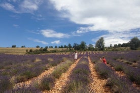 Lavender Koko päivän kiertue Saultissa AIX-EN-PROVENCESTA