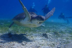 Protaras: Cape Grecko Single Dive for Qualified Divers