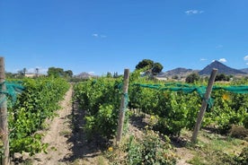  Beautiful Winery in the Alicante 